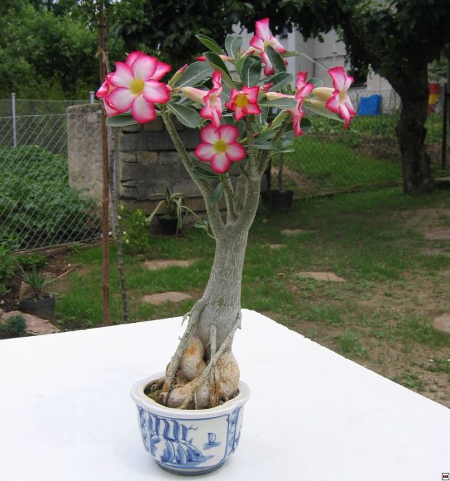 obesum_bonsai.jpg